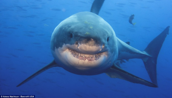 摄影师拍下大白鲨咧嘴微笑罕见画面