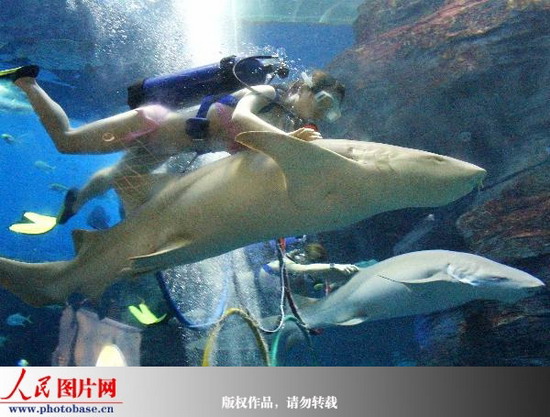 广西北海:海洋之窗内上演人鲨共舞