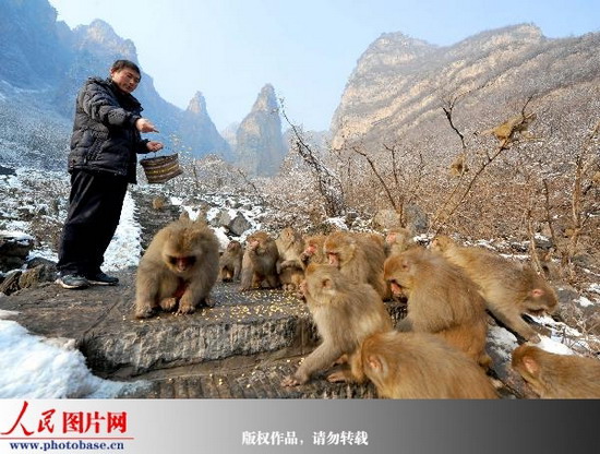 河南沁阳:太行猕猴越冬吃上补给粮 (2)