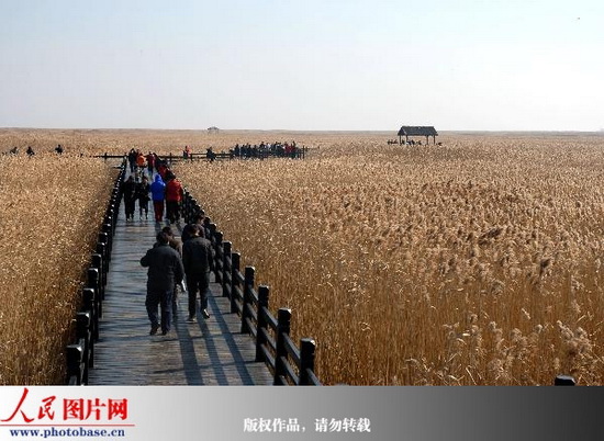 游客在上海崇明岛东滩湿地游玩