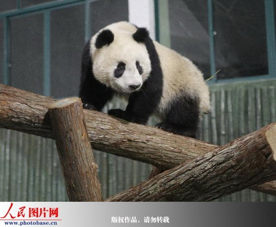 组图:十只世博熊猫入住上海动物园