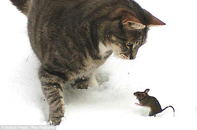 现实版猫和老鼠:勇敢老鼠雪地战家猫