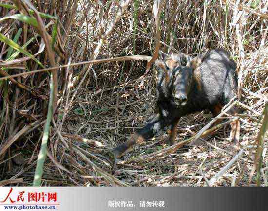 福州:苏门羚造访农场 误入捕兽夹受伤