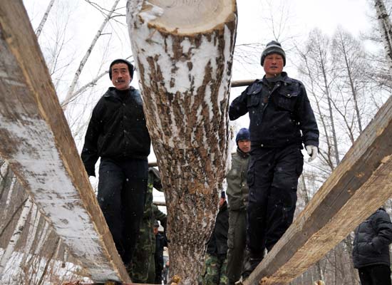 吉林冬季木材生产紧张进行 (3)