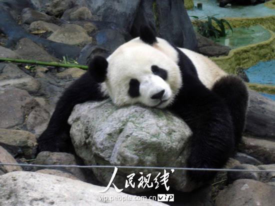 组图:奥运大熊猫 浙江安家落户