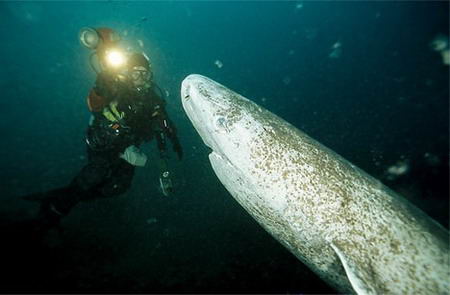 格陵兰鲨(greenland sharks)