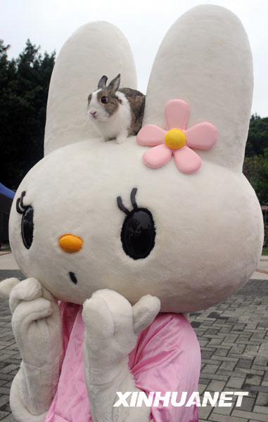 组图:数百兔友台北赛兔