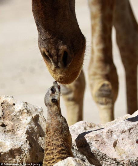 猫鼬溜进长颈鹿的围栏，激起了长颈鹿的好奇心。