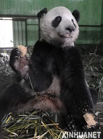 大熊猫泰山的隔离检疫生活 (6)