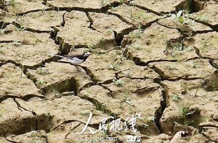 组图:桂西北干旱等级已达到特大干旱