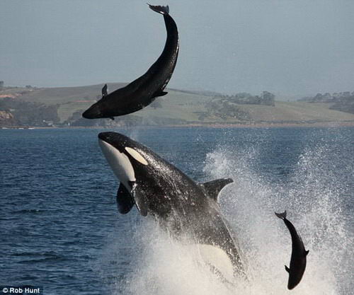 新西兰杀人鲸追杀海豚 将其脊柱撞断当场死亡