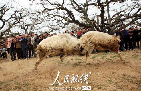 安徽砀山:民俗斗羊助兴梨花节 (4)