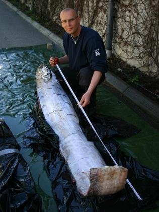 组图:瑞典发现3.5米长巨型皇带鱼