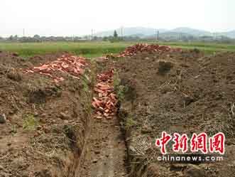 江苏徐州300亩即将丰收麦子被铲建安置房 (2)