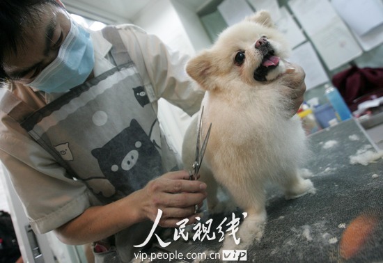 8月3日,杭州,位于河东路的张旭动物医院内,一位