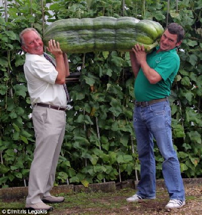 组图:英国菜农种出42公斤超级西葫芦