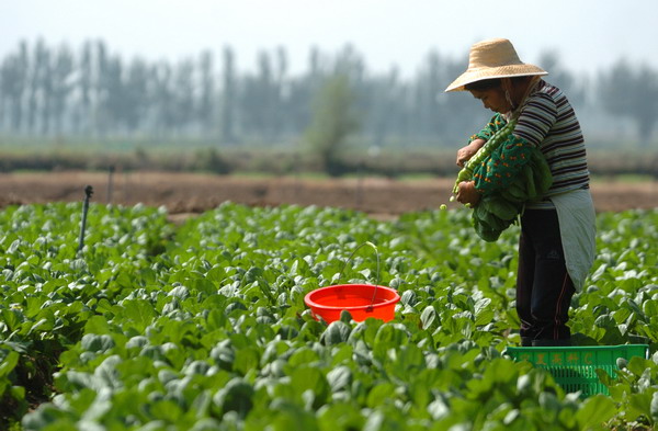 民在宁夏青铜峡市瞿靖镇蒯桥村的供港蔬菜基
