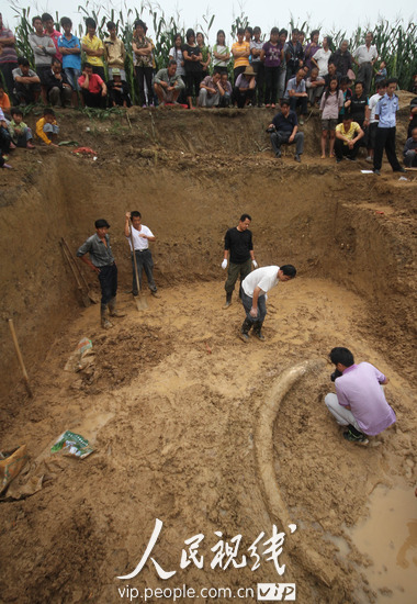 安徽蒙城:3米多长古象牙化石重见天日 (2)