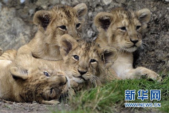 瑞士动物园4只亚洲狮宝宝一起嬉戏