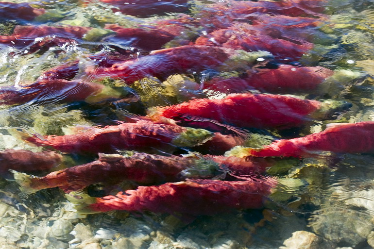 高清:加拿大亚当斯河的红三文鱼回游
