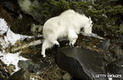 登山者遭白山羊袭击丧生