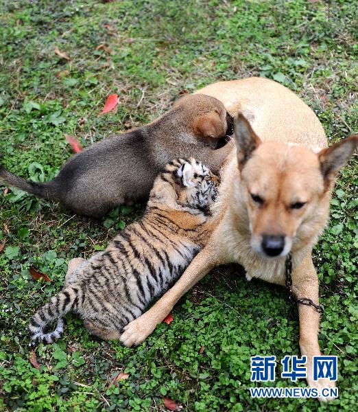 杭州野生动物世界的小老虎和狗妈狗哥 (2)