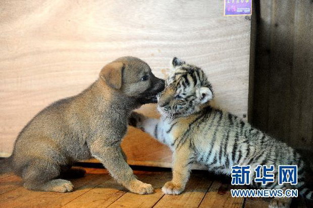 杭州野生动物世界的小老虎和狗妈狗哥 (3)