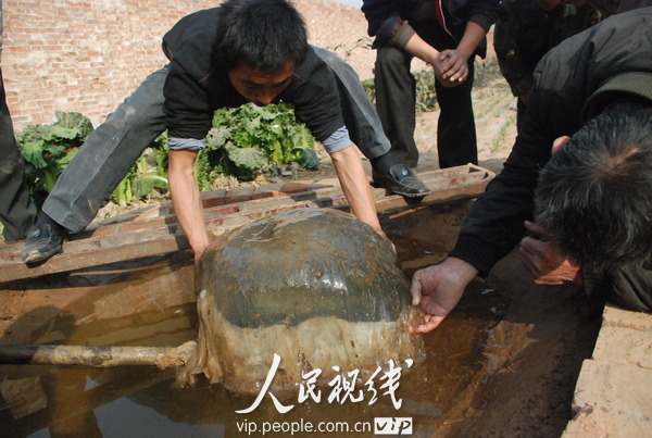 山东聊城:村头水塘发现重80斤太岁