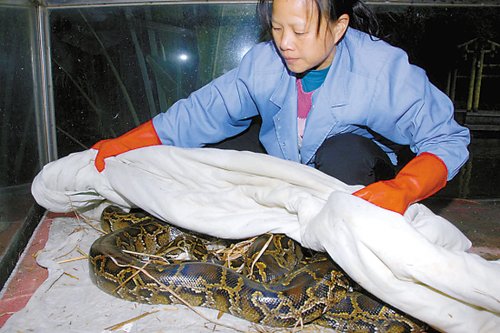 深圳野生动物园蟒蛇盖棉被 鳄鱼泡热水澡