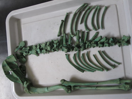 研究发现两千多年前青铜鼎内骨头汤炖的是半