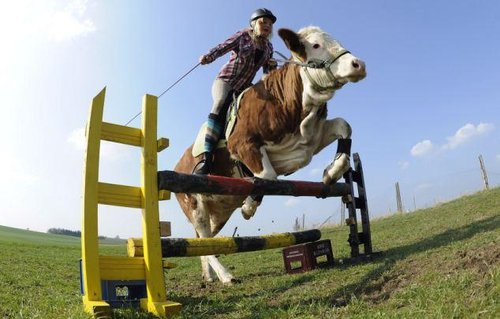 德国女孩将母牛训练成赛马 实现拥有坐骑梦