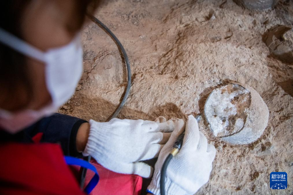 湖北首次發現結晶恐龍蛋化石
