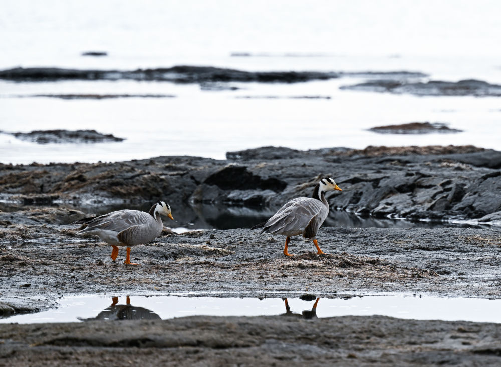 這是2024年5月26日在長江源頭地區的班德湖畔拍攝的斑頭雁。新華社記者 張龍 攝