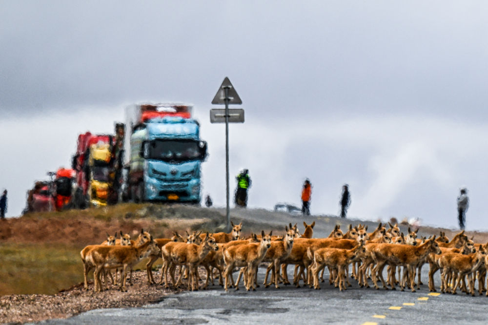  On May 27, 2024, Tibetan antelope passed through the Qinghai Tibet Highway in Wudaoliang District, Hoh Xil, Qinghai Province. Photographed by Zhang Long, reporter of Xinhua News Agency