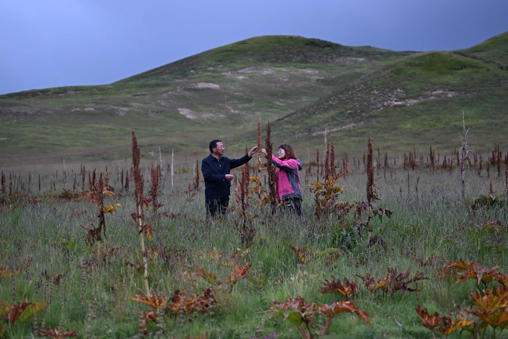 2023年9月5日，科技工作者在青海省果洛藏族自治州一處“草藥間種”的黑土灘治理試驗田中收集唐古特大黃種子。新華社記者 張龍 攝