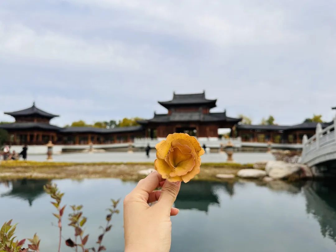 《悅容公園秋意濃》 袁千珺攝