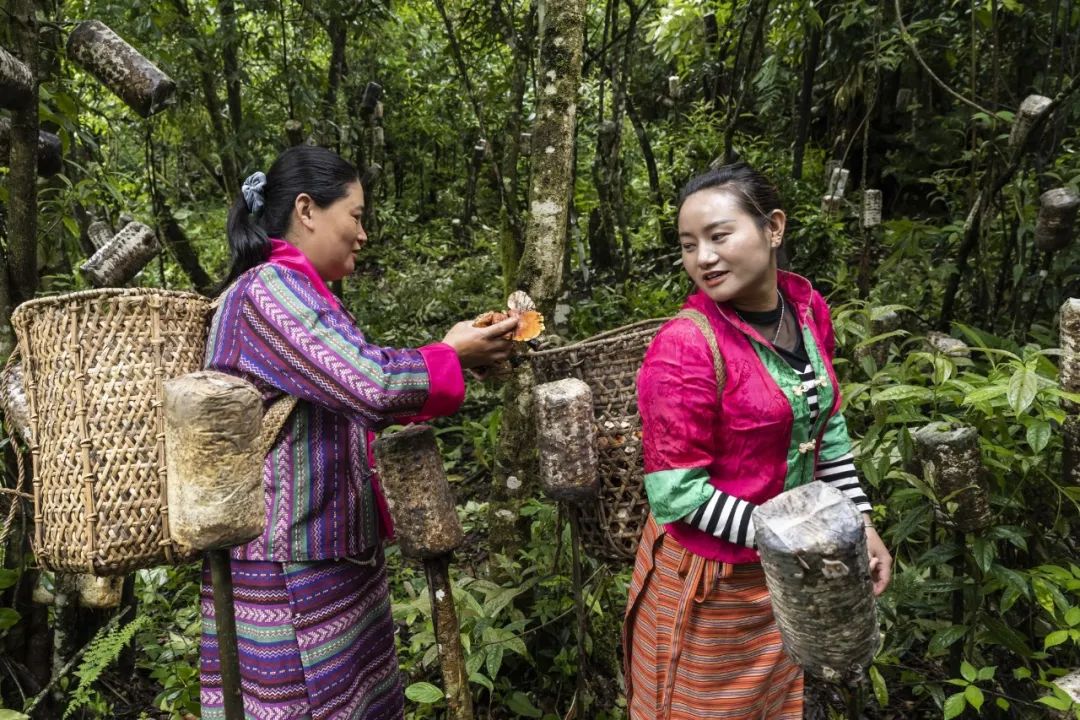 《致富有“仙草”》朱晋华