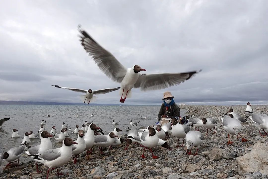 《纳木措养鸥人》尹秀莲
