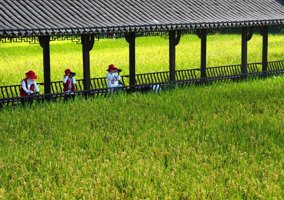 《聚焦三农》方玲莉摄影