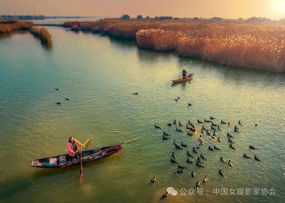 《鸬鹚捕鱼》拍摄于高邮湖边 俞跃红 摄