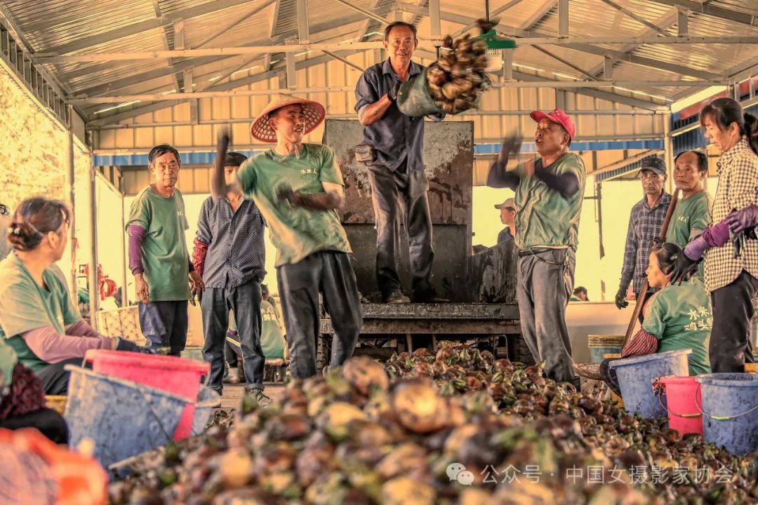 《收获》拍摄于天长市杨村镇 周前 摄