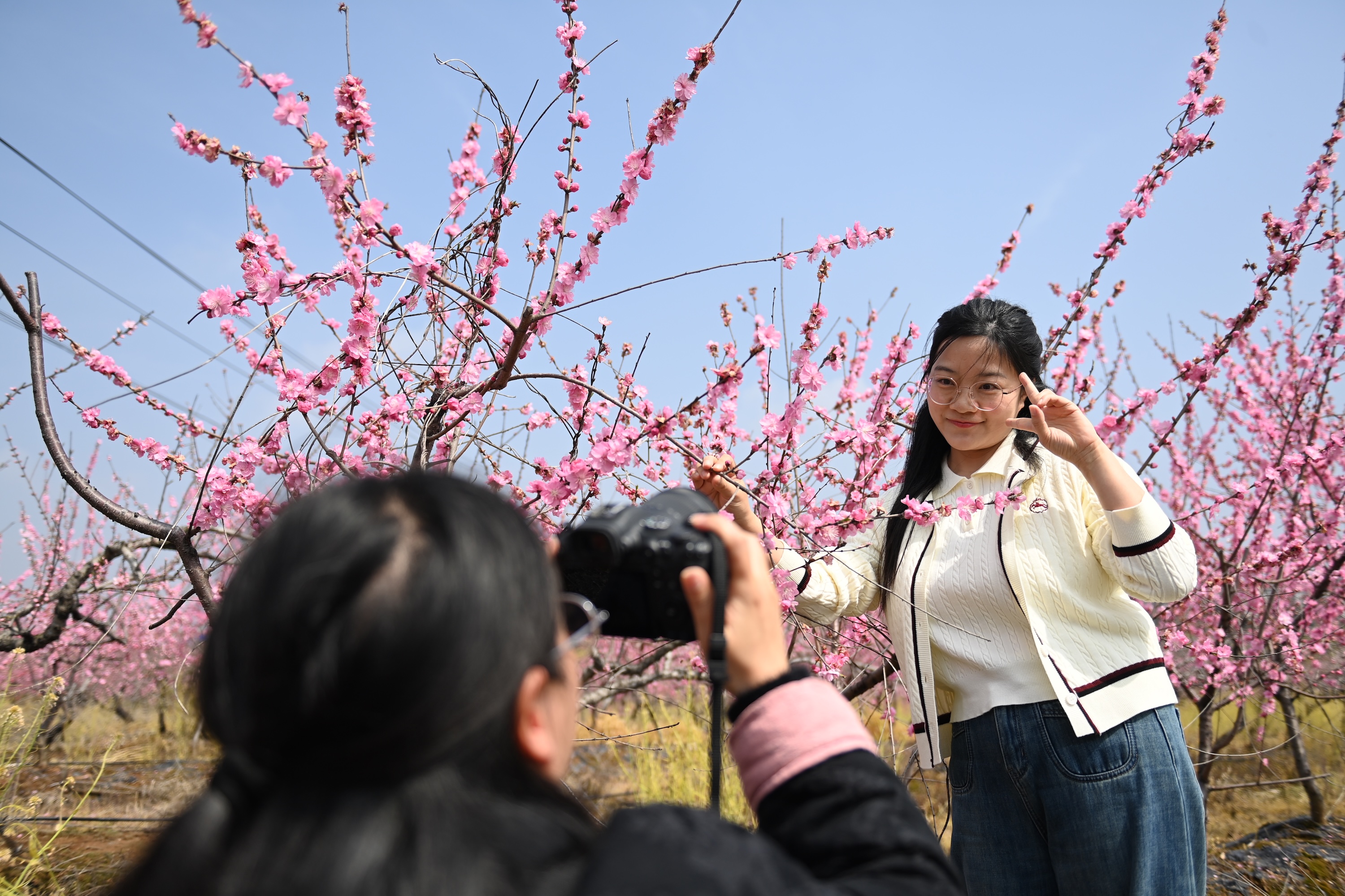 湖北省荊門市屈家嶺管理區長灘辦事處月寶山村，游客在桃林中留影。陳斌攝