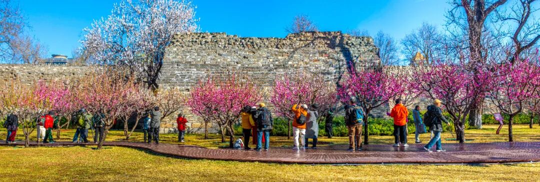 古城墙下梅花香 吴超英 摄